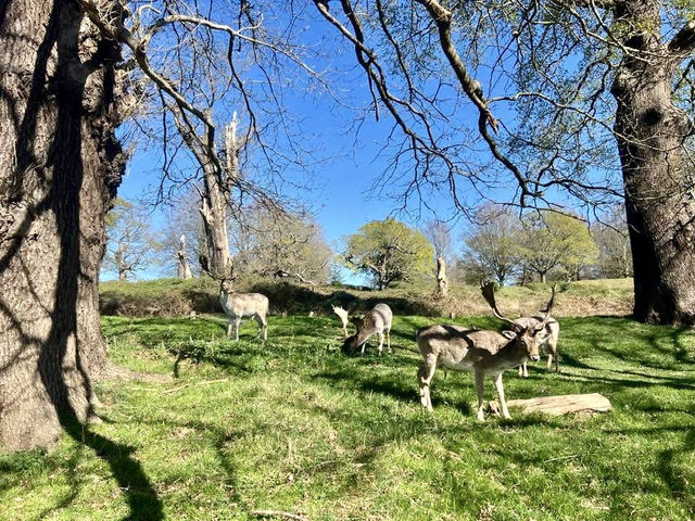 Richmond Park