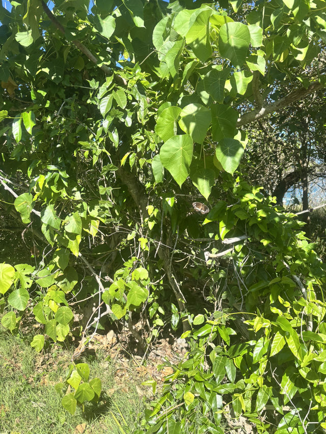 【Noosa National Park（ヌーサ国立公園）】