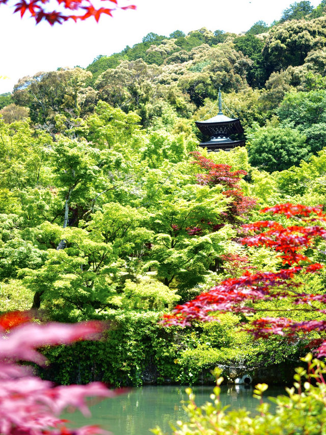 【京都】青紅葉の天国🍁 絶景スポット多数あり