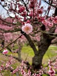 Spring Stroll Through the Timeless Beauty of Ritsurin Garden
