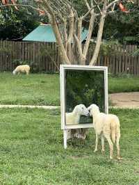나트랑 양떼목장 🐑