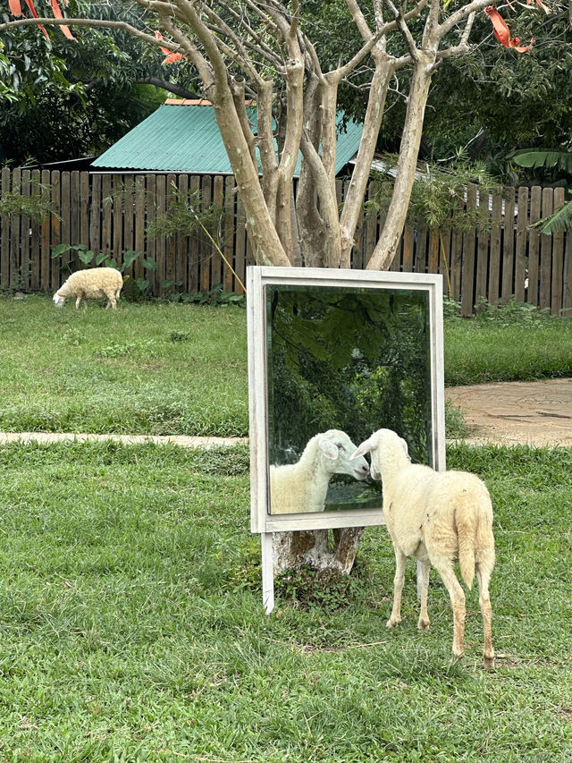 나트랑 양떼목장 🐑