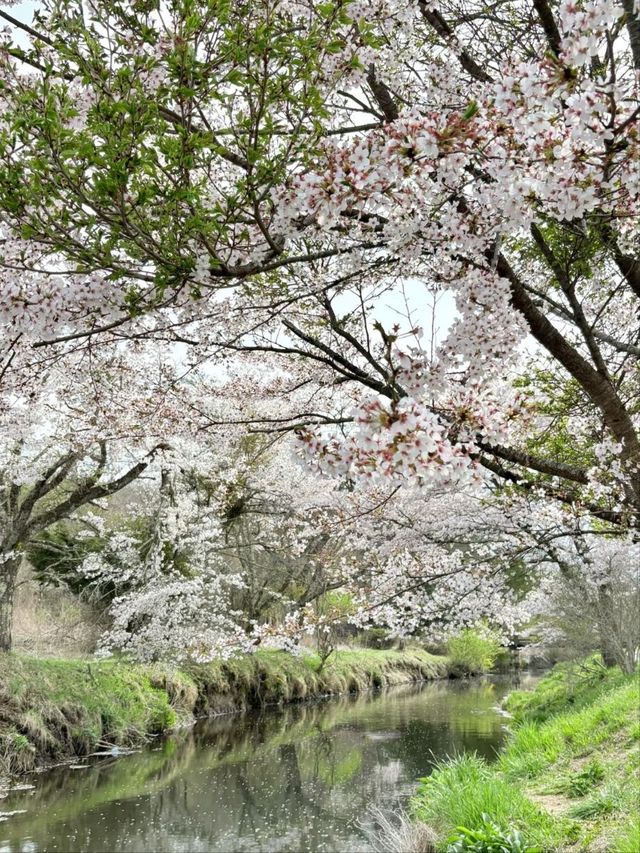 Oshino Village Cherry Blossoms – A Fairytale Fuji Floral Escape
