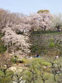 Osaka Castle Cherry Blossoms in Full Bloom! It’s Absolutely Romantic...