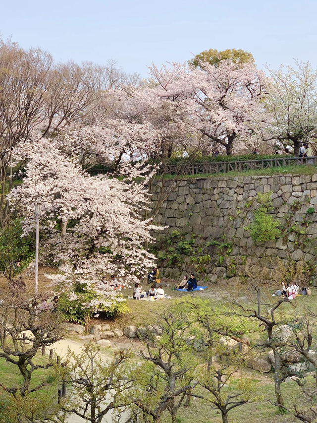Osaka Castle Cherry Blossoms in Full Bloom! It’s Absolutely Romantic...