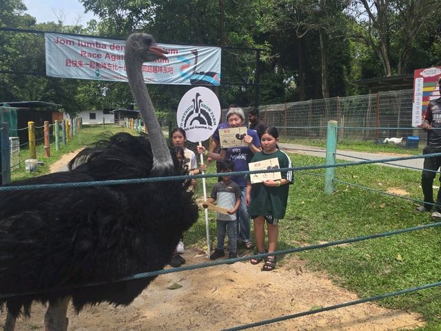 Running competition with ostrich