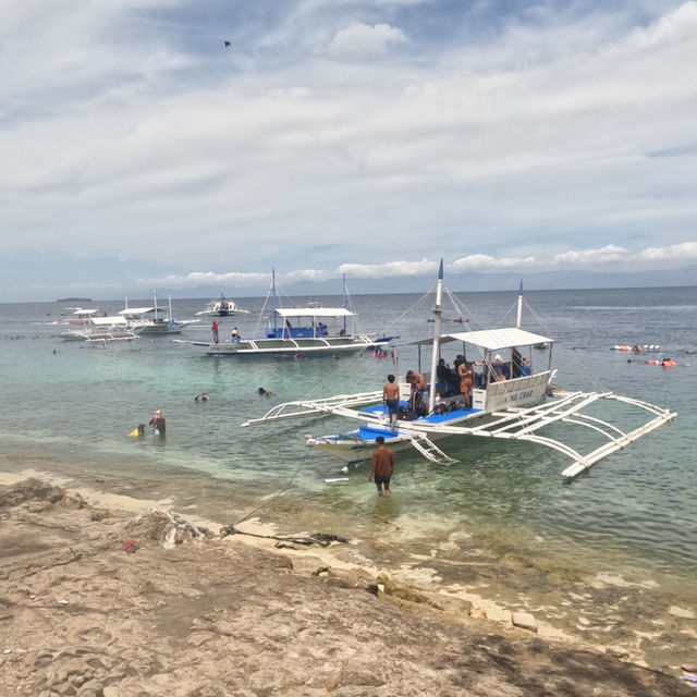 【フィリピン セブ島】モアルボアル