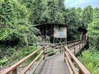 Gomantong Caves – The Wild, Otherworldly Heart of Sabah