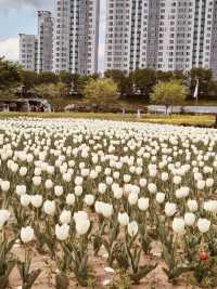 Floral Beauty of Namji Sports Park