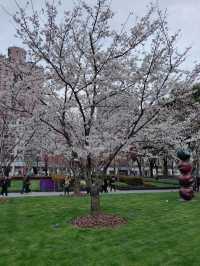 “Petals in the Pearl: Cherry Blossoms Amid Shanghai’s Skyline”