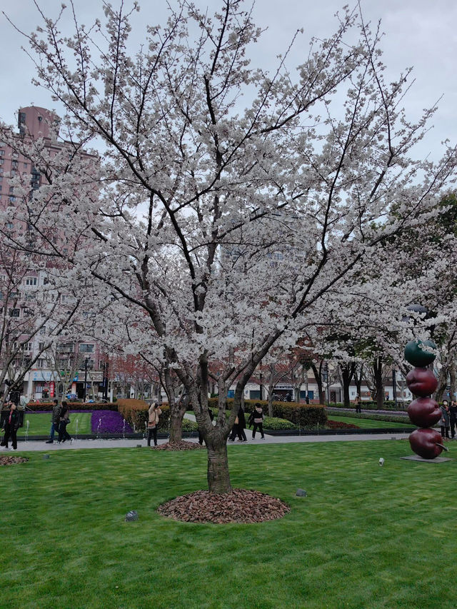“Petals in the Pearl: Cherry Blossoms Amid Shanghai’s Skyline”