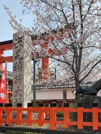 Secret Dawn: Chasing Cherry Blossoms at Fushimi Inari’s Hidden Paths