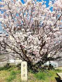 Wadaharajuku Station & Shiawase Road Cherry Blossoms | Yamanashi's Hidden Sakura Gem