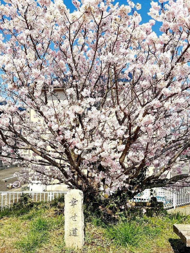 Wadaharajuku Station & Shiawase Road Cherry Blossoms | Yamanashi's Hidden Sakura Gem
