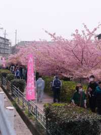 Sakura Refugees, Head Here!! Kawazu Cherry Trees in Full Bloom! 🌸