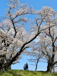 佐保川 (Saho River) – A Hidden Gem of Cherry Blossoms in Kansai