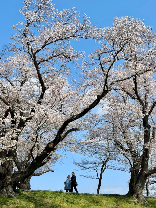 佐保川 (Saho River) – A Hidden Gem of Cherry Blossoms in Kansai