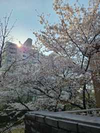 お店の中に桜がある!?桜を見ながらくつろげるカフェ🌸