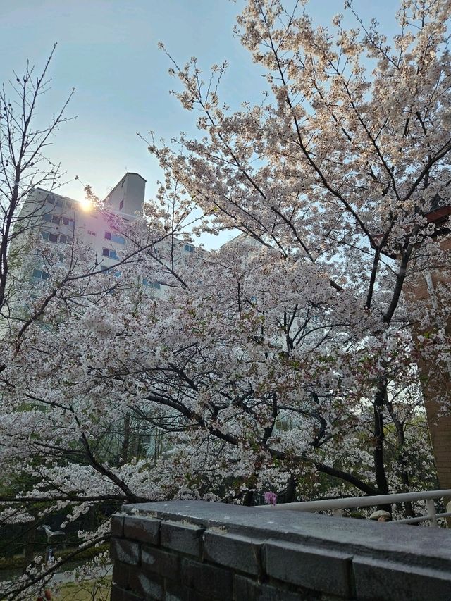 お店の中に桜がある!?桜を見ながらくつろげるカフェ🌸
