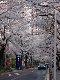 🎉Tokyo Cherry Blossom Full Bloom Off-the-Beaten-Path Route🌸
