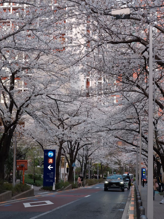 🎉Tokyo Cherry Blossom Full Bloom Off-the-Beaten-Path Route🌸