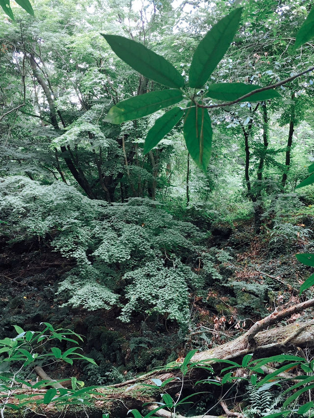 🌿 제주도에서 자연을 만끽할 수 있는 여행 코스