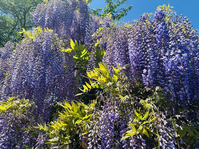 【 春の栃木 】 圧巻！あしかがフラワーパーク💐