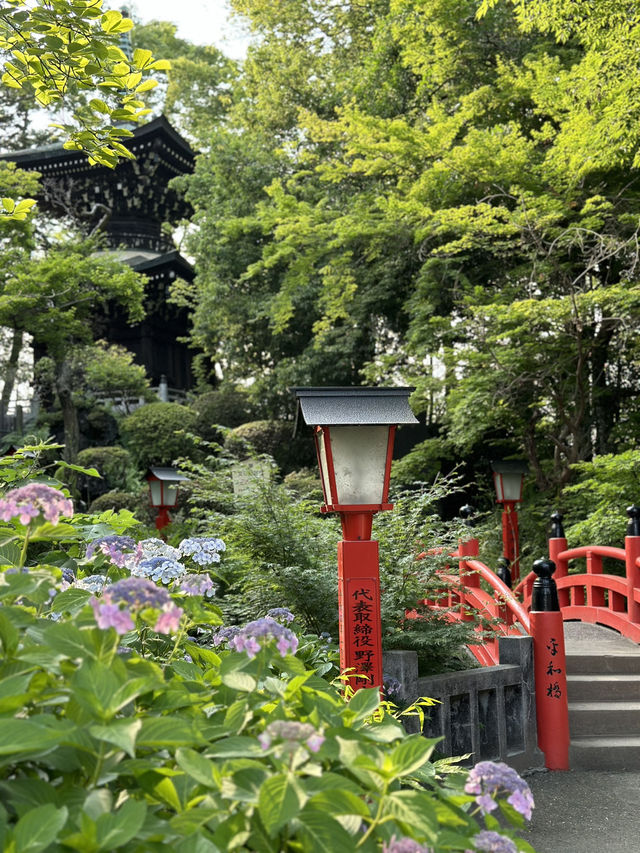 【埼玉×熊谷】境内にある平和の塔と紫陽花