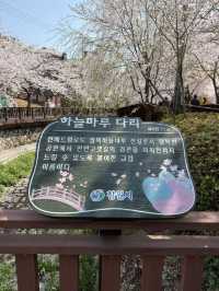진해구에서 가장 예뻤던 벚꽃 명소