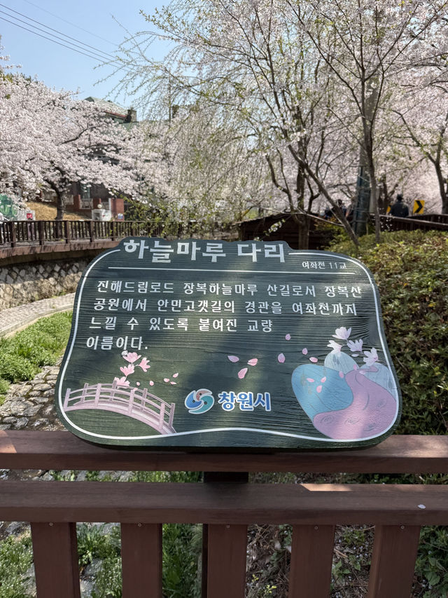 진해구에서 가장 예뻤던 벚꽃 명소