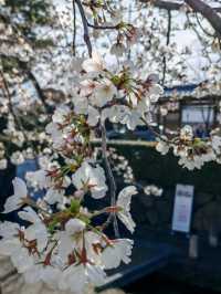 #古都的樱花之韵 #日本京都