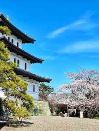 Matsumae Castle: A Springtime Gem in Hokkaido