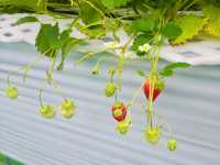 Spring Strawberry Picking – Sweet Moments in Nasu