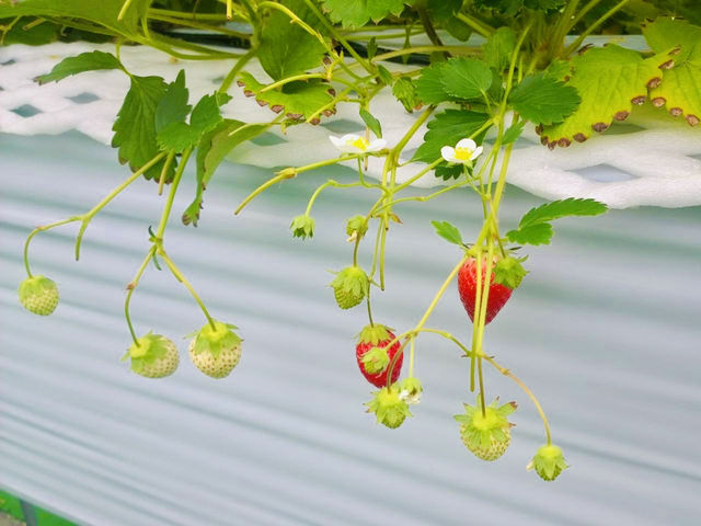Spring Strawberry Picking – Sweet Moments in Nasu