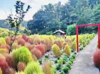 Find Peace at Daejeon Healing Forest: A Simple Getaway