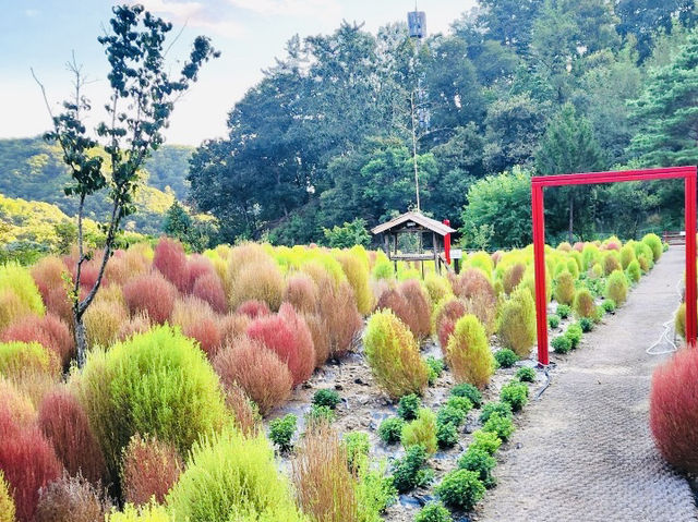 Find Peace at Daejeon Healing Forest: A Simple Getaway
