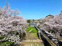 Old Rails & Cherry Blossom Magic
