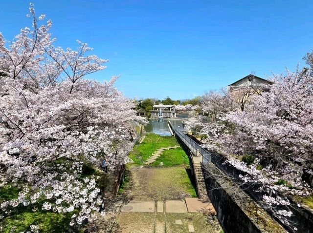 Old Rails & Cherry Blossom Magic