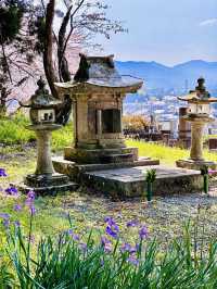Pilgrimage of Petals: Enōji Temple’s Meditative Sakura Walk