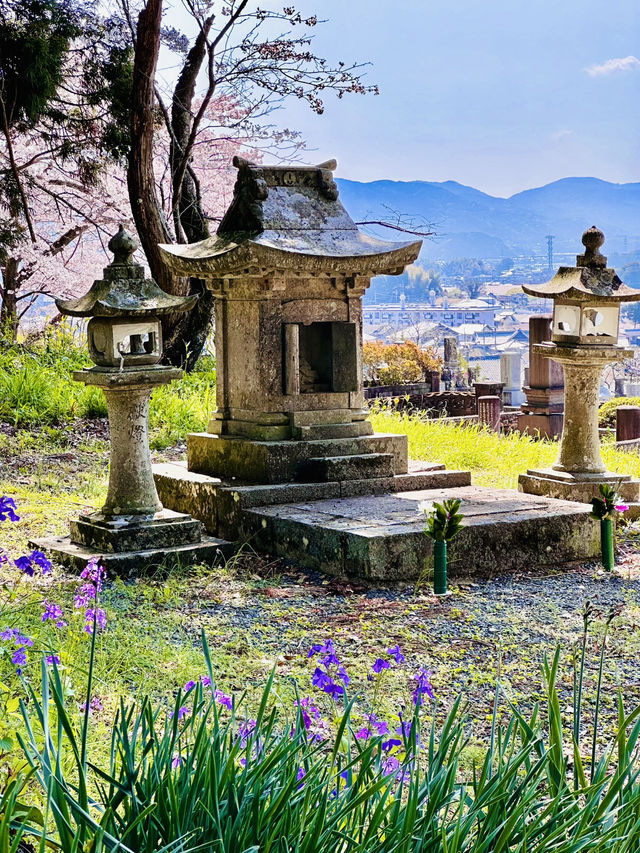 Pilgrimage of Petals: Enōji Temple’s Meditative Sakura Walk