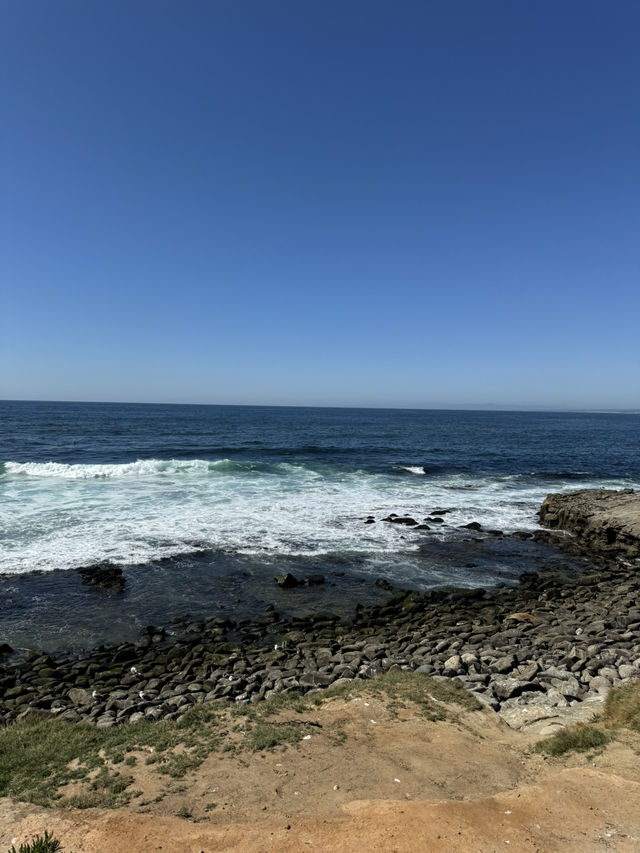 🐬 샌디에고 La Jolla Cove, 바다사자와 함께하는 해변!