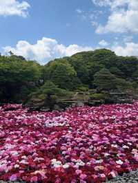 🌺 Yuushien Garden, Daikon Island — Japan’s #1 Peony Haven
