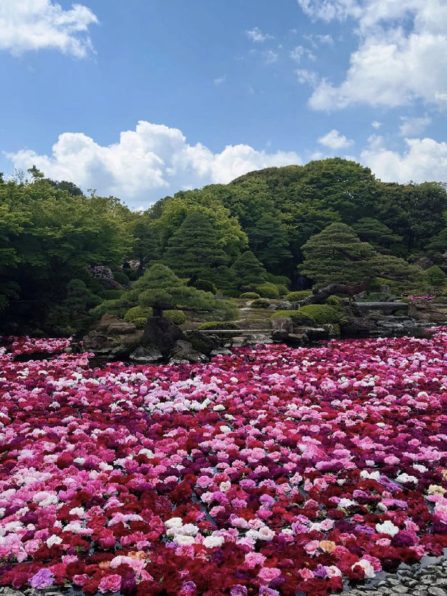 🌺 Yuushien Garden, Daikon Island — Japan’s #1 Peony Haven