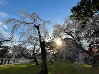 Green Spaces, Kyoto Gyoen is the Perfect Escap