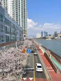 海風與花雨：釜山櫻花季的絕美邂逅