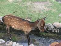 🦌 奈良公園｜與梅花鹿共遊的千年古都散策 