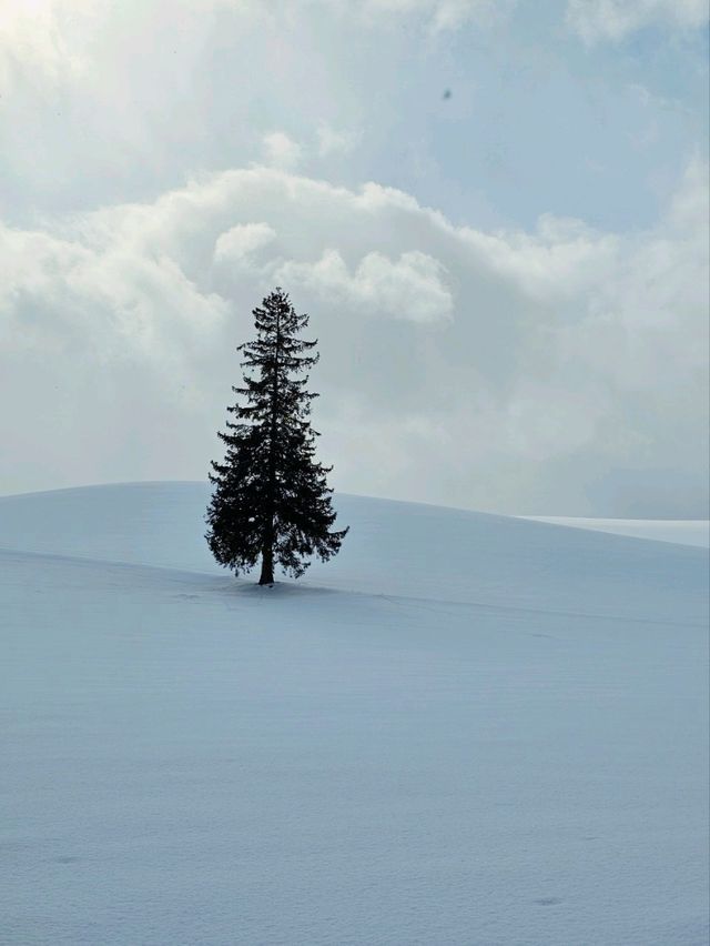 Frozen Beauty & Fairy Lights: Winter Road Trip from Asahikawa to Biei & Furano
