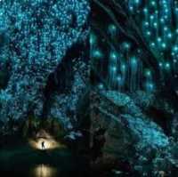 Waitomo Glowworm Caves – A Magical Underground Wonder 