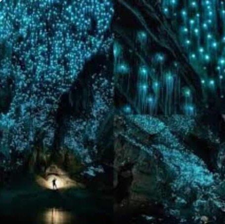 Waitomo Glowworm Caves – A Magical Underground Wonder 
