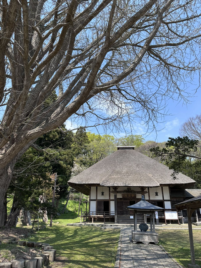 2025五月北海道獨遊追櫻之旅🌸 - 第三彈